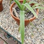 Hypoxis argentea 叶