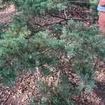 Juniperus horizontalisЛіст