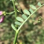 Vicia monantha برگ