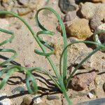 Drimia noctiflora Hoja