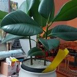 Ficus elastica Folha