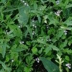 Verbena officinalis Λουλούδι