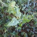 Atriplex micrantha Blad