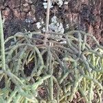 Rhipsalis cereuscula Hábito