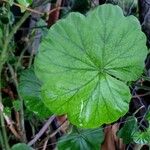 Pelargonium odoratissimum 葉