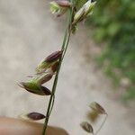 Melica nutans फूल