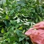 Ficus sagittata 葉