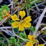 Coronilla minima Flower