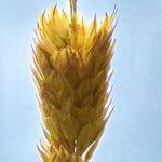 Phalaris coerulescens Цвят