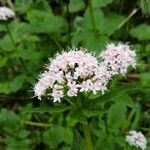 Valeriana tripterisVirág