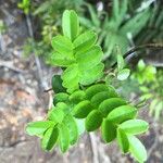 Campsidium valdivianum Otro
