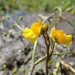 Utricularia australis Агульны выгляд