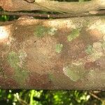 Aniba parviflora 樹皮
