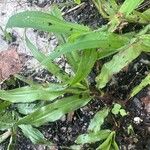 Paspalum fimbriatum Лист