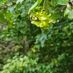 Quercus × rosacea Fruto