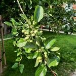 Malus prunifolia Fruit