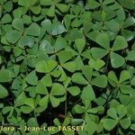 Marsilea strigosa عادت داشتن