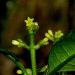 Palicourea brachiata その他の提案