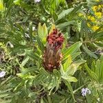 Protea neriifolia Flower