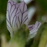 Raphanus raphanistrum Floare