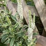 Veronicastrum virginicum Blatt