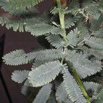 Acacia baileyana Лист