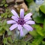 Catananche caeruleaЦвят