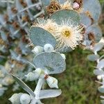 Eucalyptus pulverulenta Blad