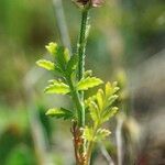 Turgenia latifolia Habitus