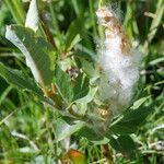 Salix retusa Mbuma