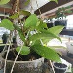 Hoya carnosa Lapas