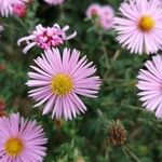 Symphyotrichum novae-angliaeKukka