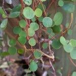 Peperomia rotundifolia Lapas