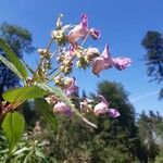 Impatiens glanduliferaKukka