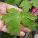 Dicentra spectabilis Hoja