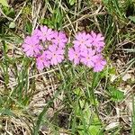 Primula farinosaЦвят