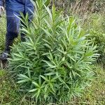 Nerium oleander Vekstform
