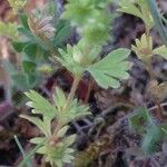 Alchemilla australis Blatt