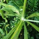 Galium aparine Leaf