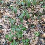 Rubus macrophyllus Habitus