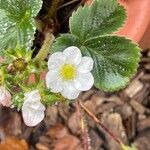 Fragaria × ananassaÇiçek