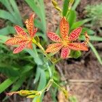 Iris domestica Flors