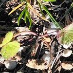 Centella asiatica 树皮