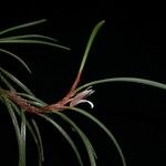 Maxillaria uncata Egyéb