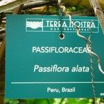 Passiflora alata Outro
