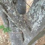 Albizia brevifolia خشب
