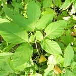 Aralia nudicaulis Φύλλο