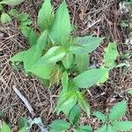 Diervilla lonicera Leaf