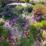 Verbena bonariensisCvet