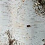 Betula utilis Bark